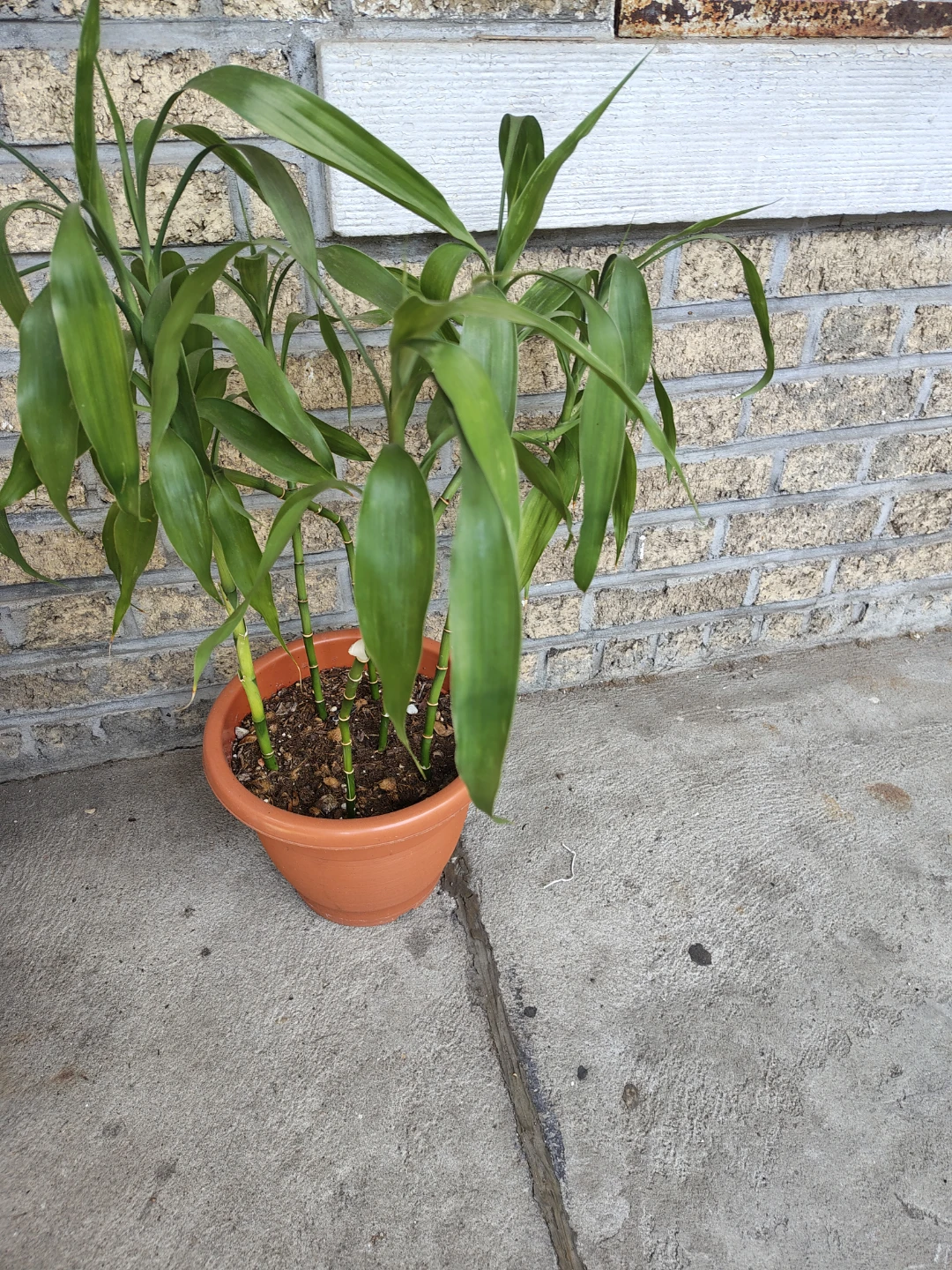 Potted Lucky Bamboo Plant $25