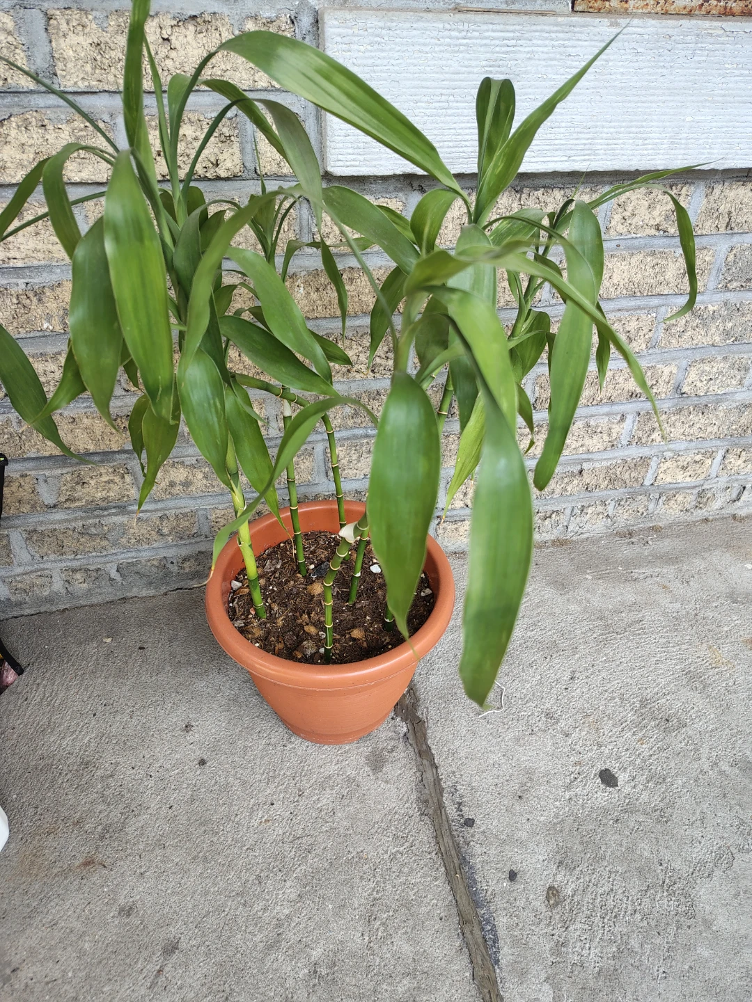 Potted Lucky Bamboo Plant $25 - photo 2