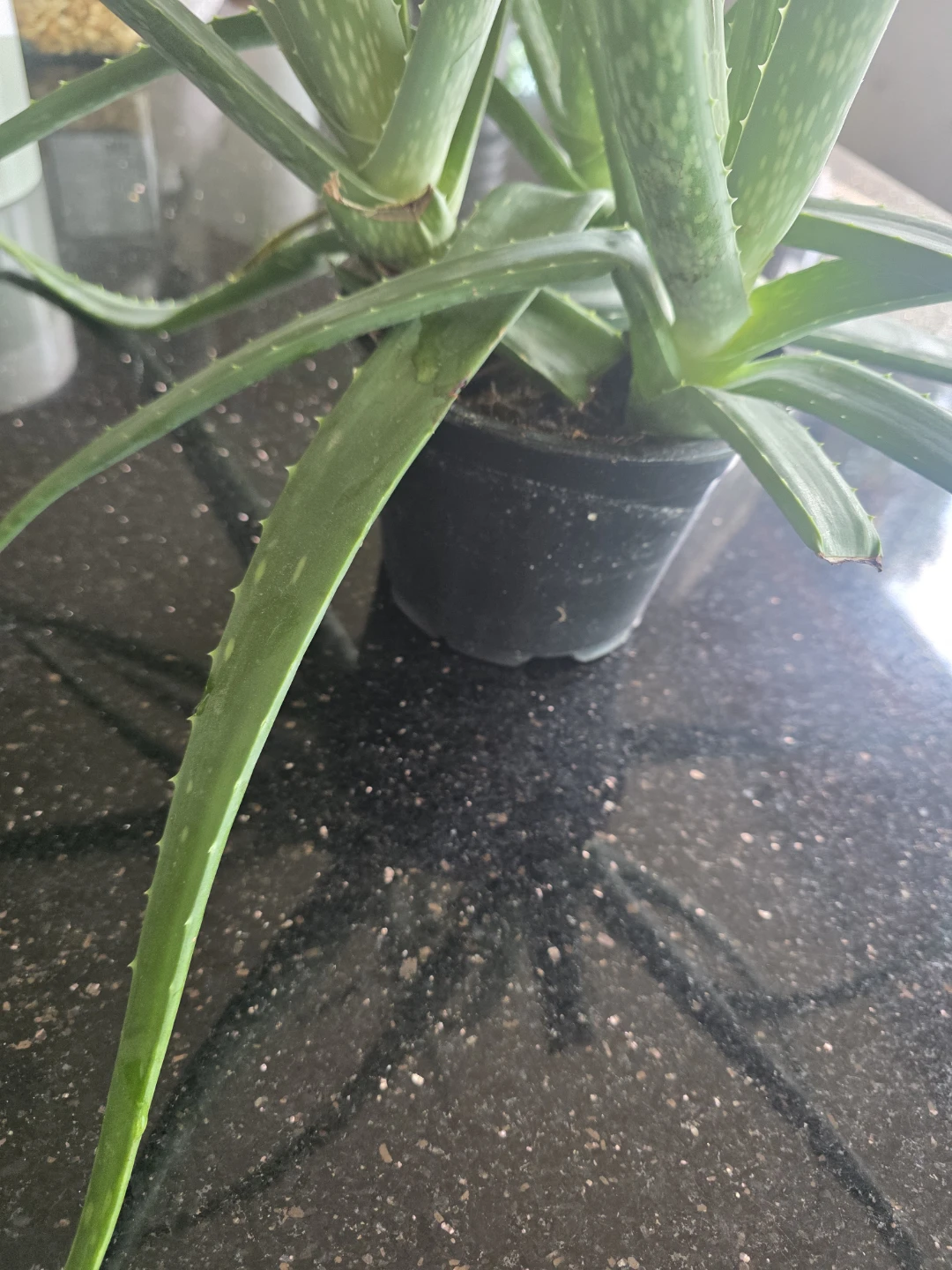 Aloe Vera Plant - photo 2