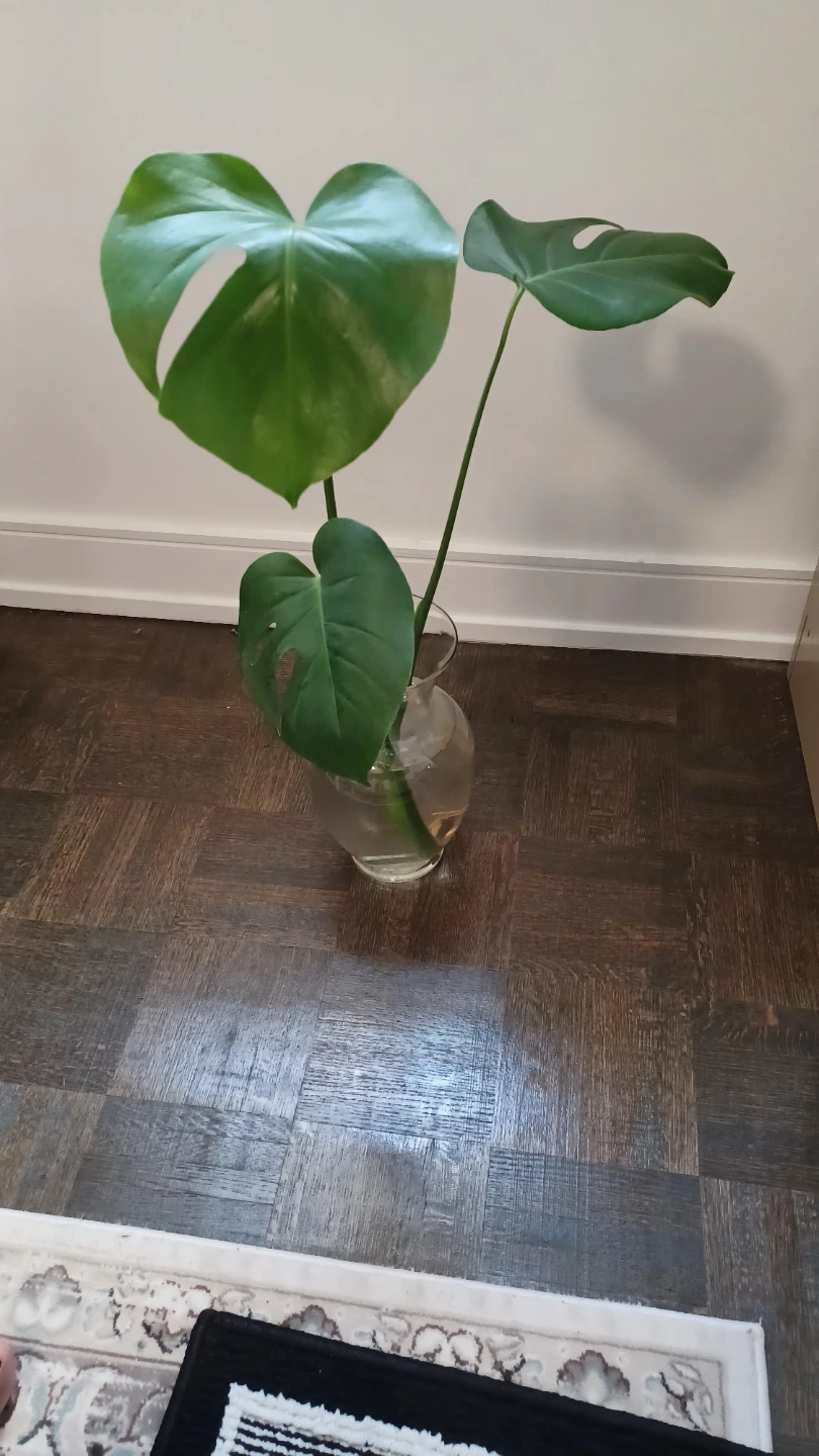 Monstera Plant Cutting in Glass Vase
