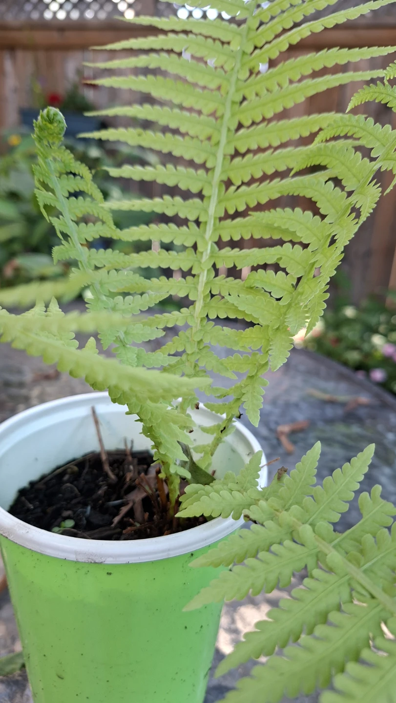 🌿 Beautiful Hardy Fern Plant for Sale 🌿 - photo 2