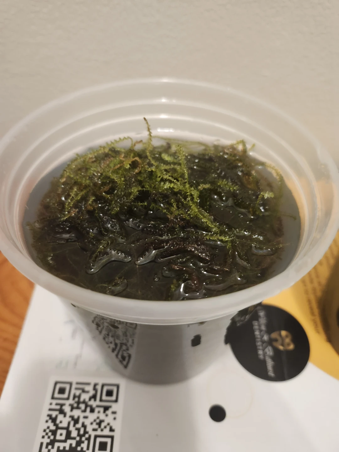 Aquatic Moss Plant for aquarium