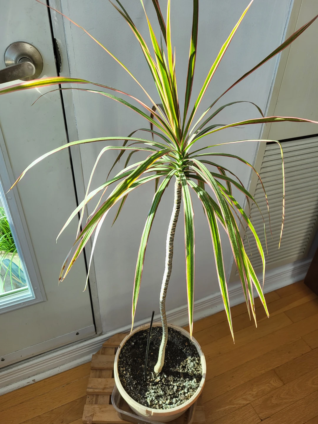 Dracaena marginata plant