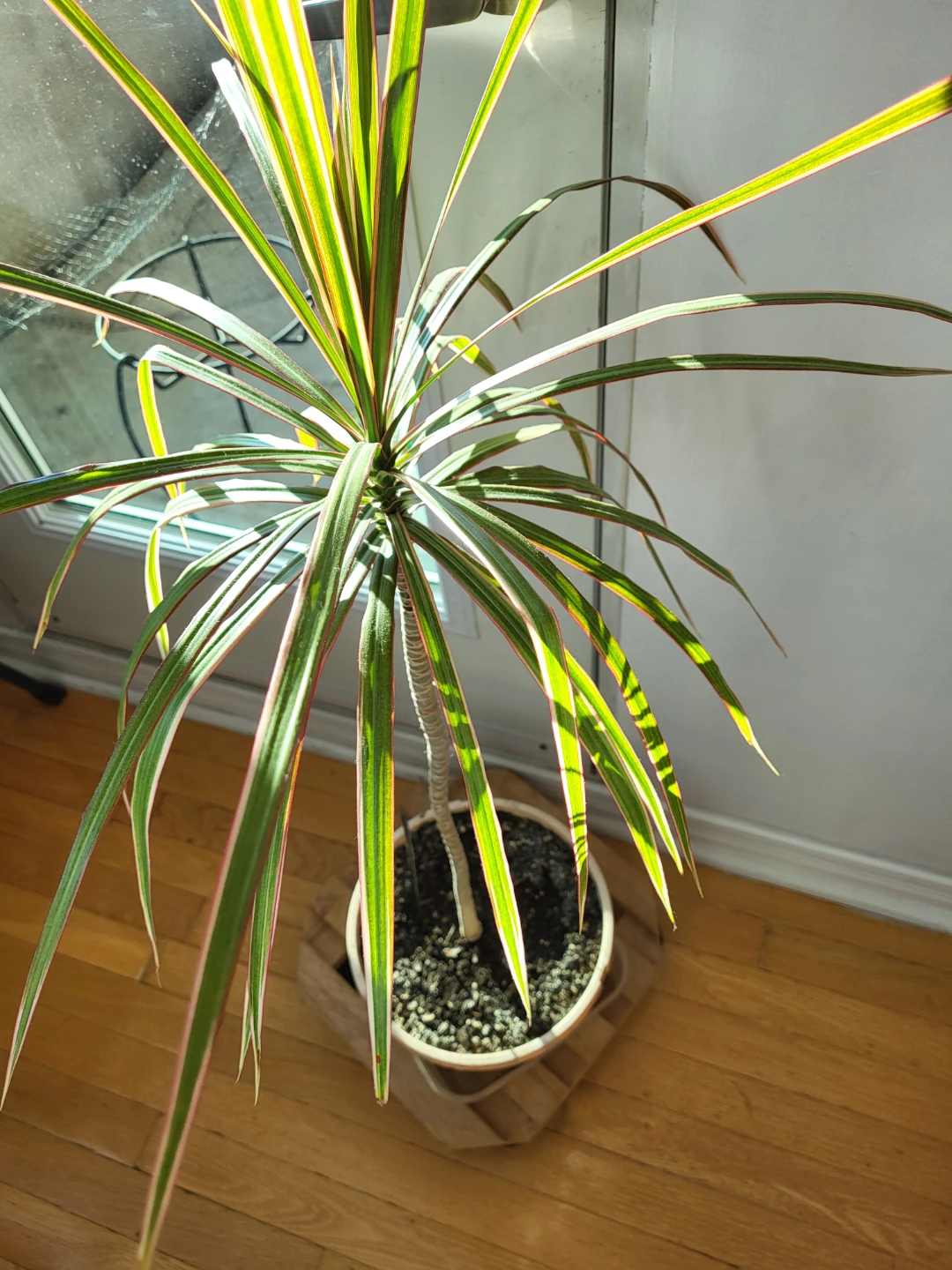 Dracaena marginata plant - photo 2