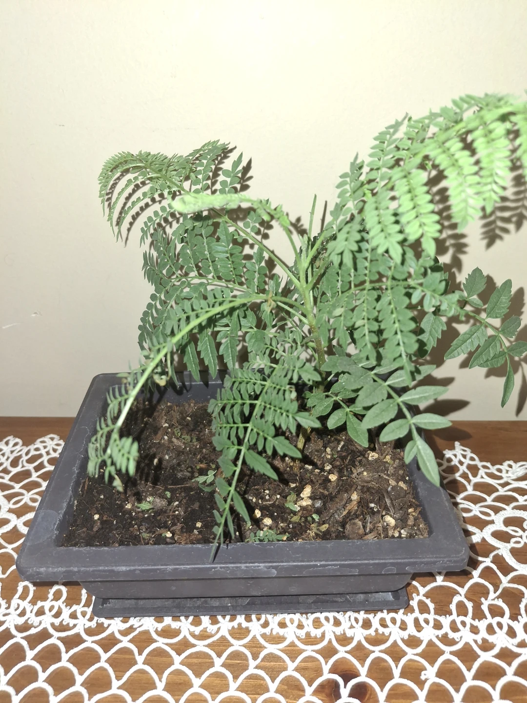 Jacaranda Live Bonsai Tree in Square Pot - photo 2
