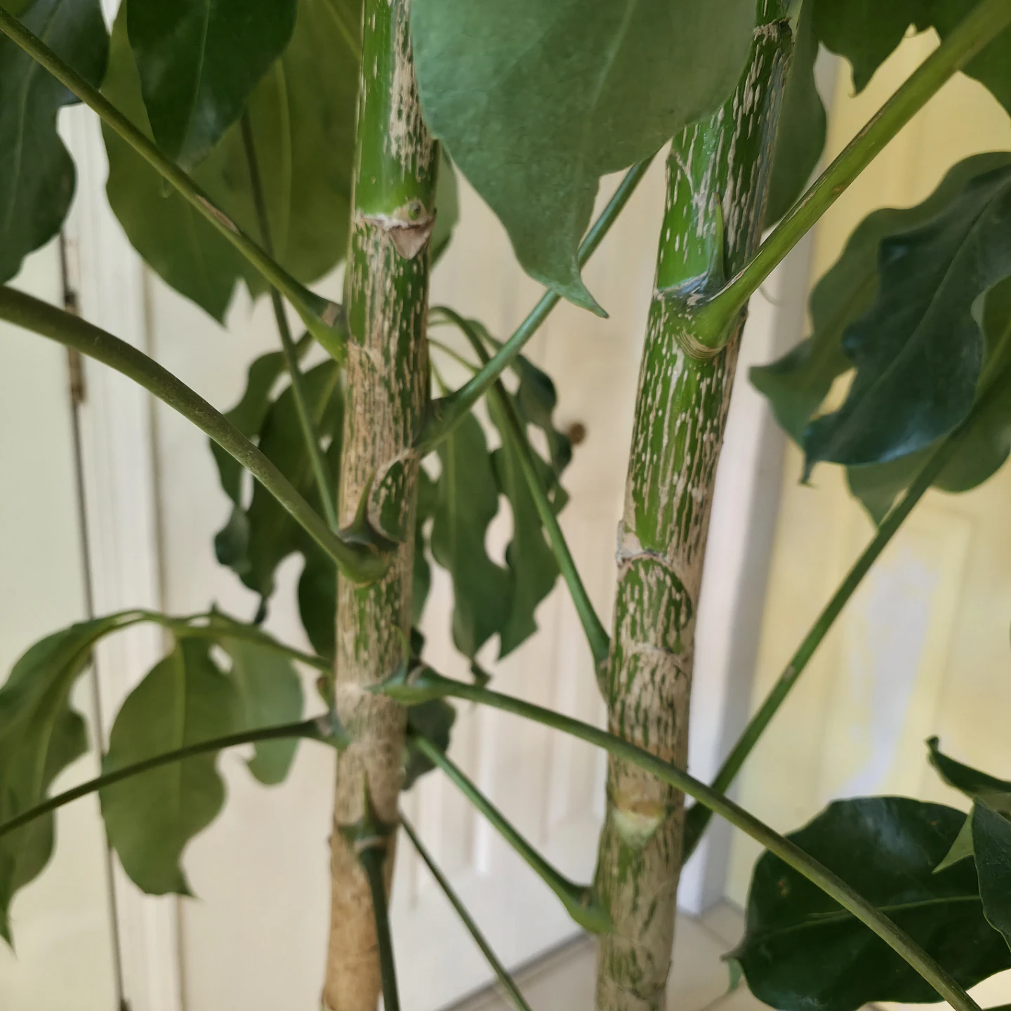 7ft Umbrella Trees in 14" inch pot | ✅️ Free Delivery - photo 3