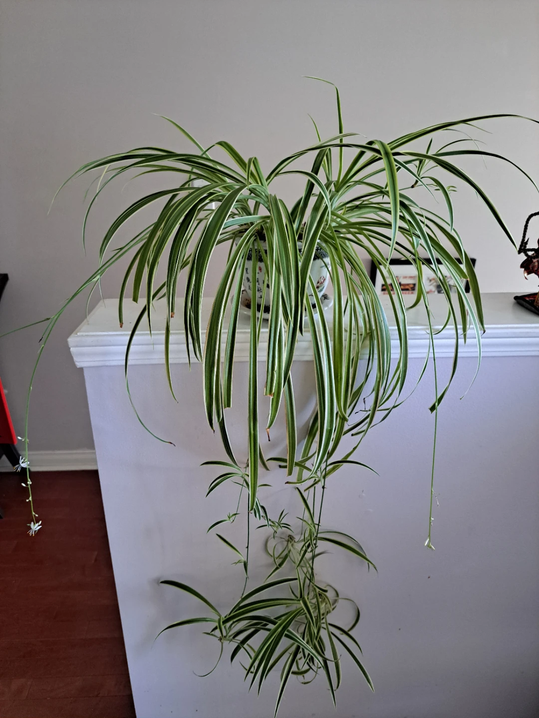 Spider Plant in Decorative Pot