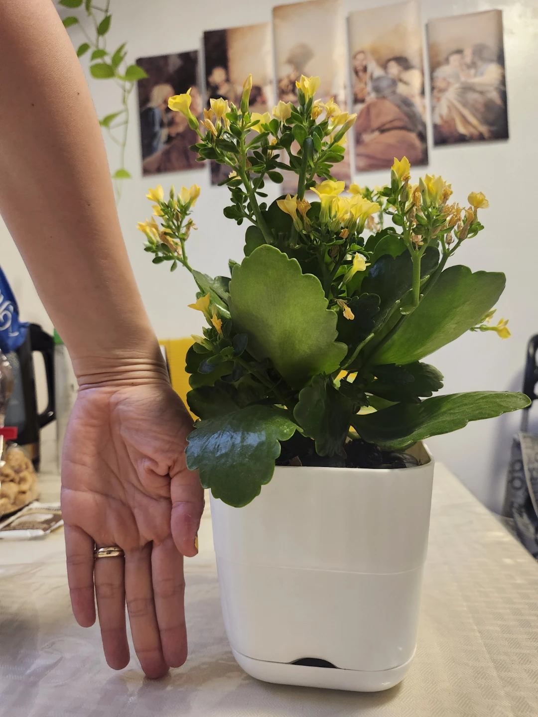 Yellow Kalanchoe Plant