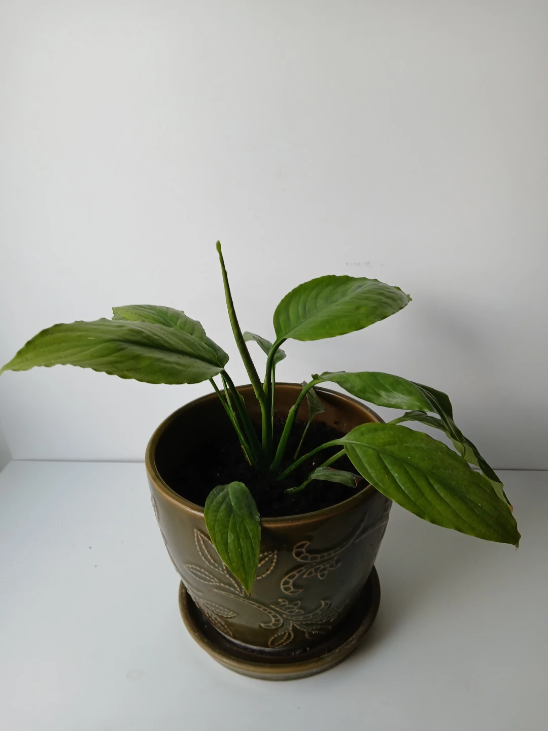 Potted Peace Lily Plant in Ceramic Pot. FIRM PRICE. - photo 4