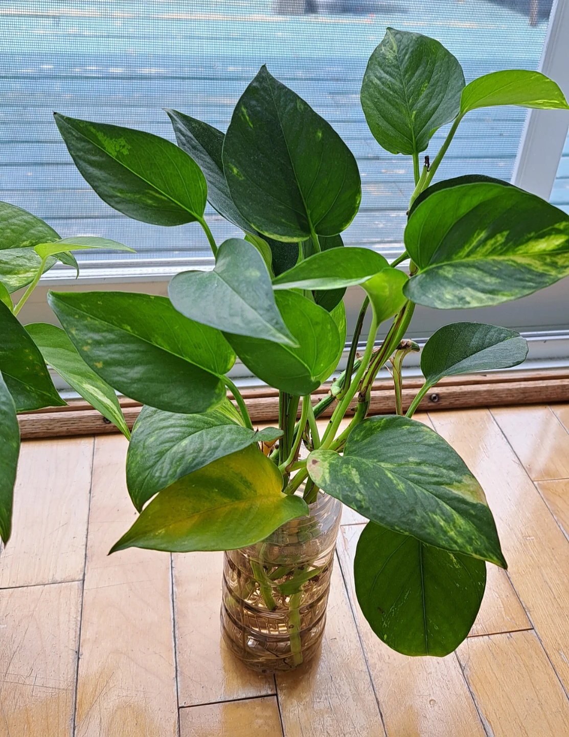 Pothos plant cuttings