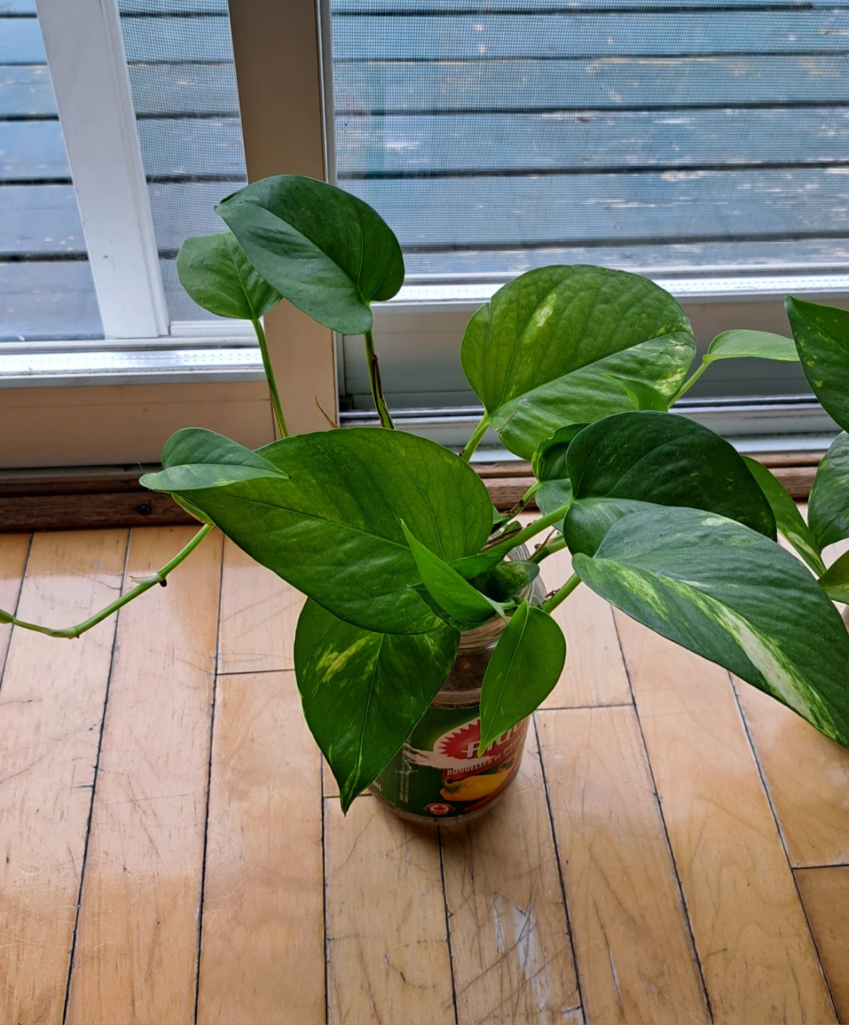 Pothos plant cuttings - photo 2