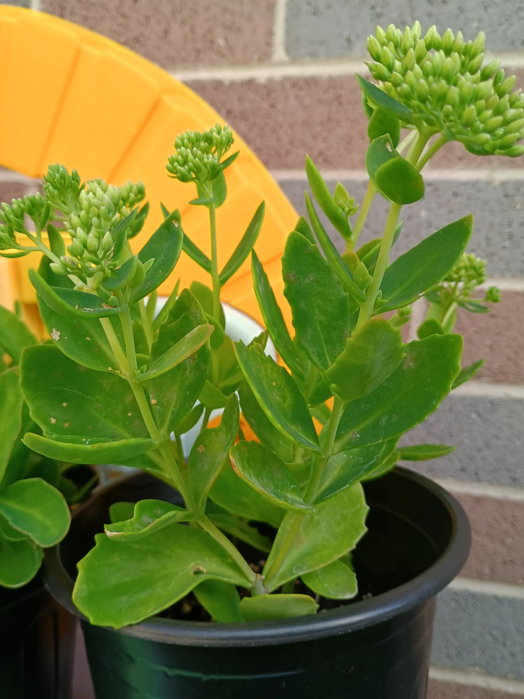 Sedum plant in black pot (autumn joy) - photo 3