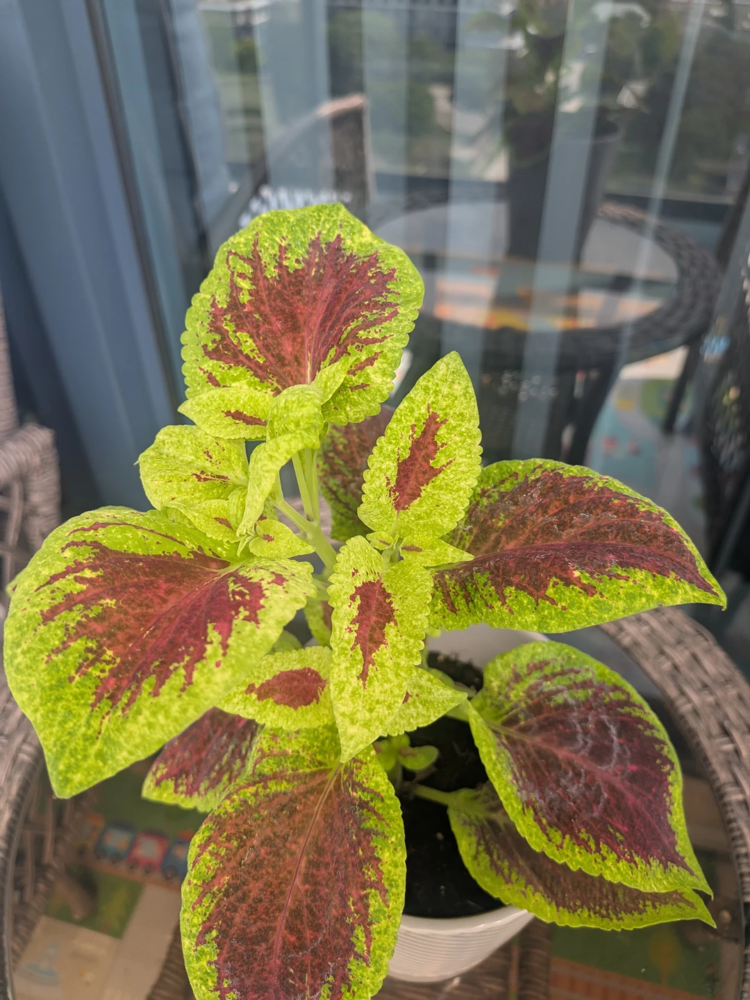 Coleus Plant in White Textured Pot - photo 2