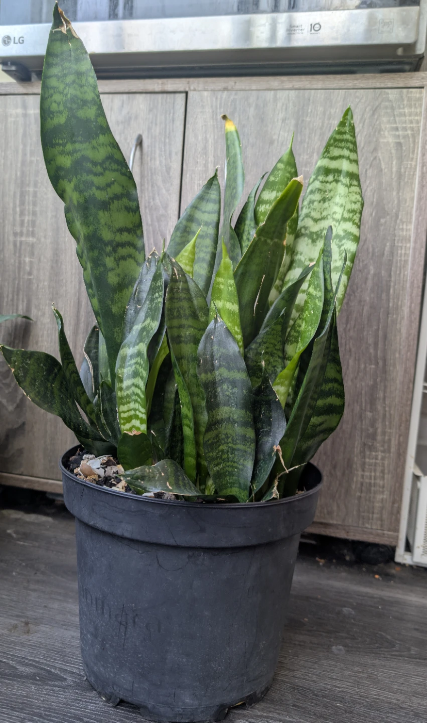 Snake Plant in Pot