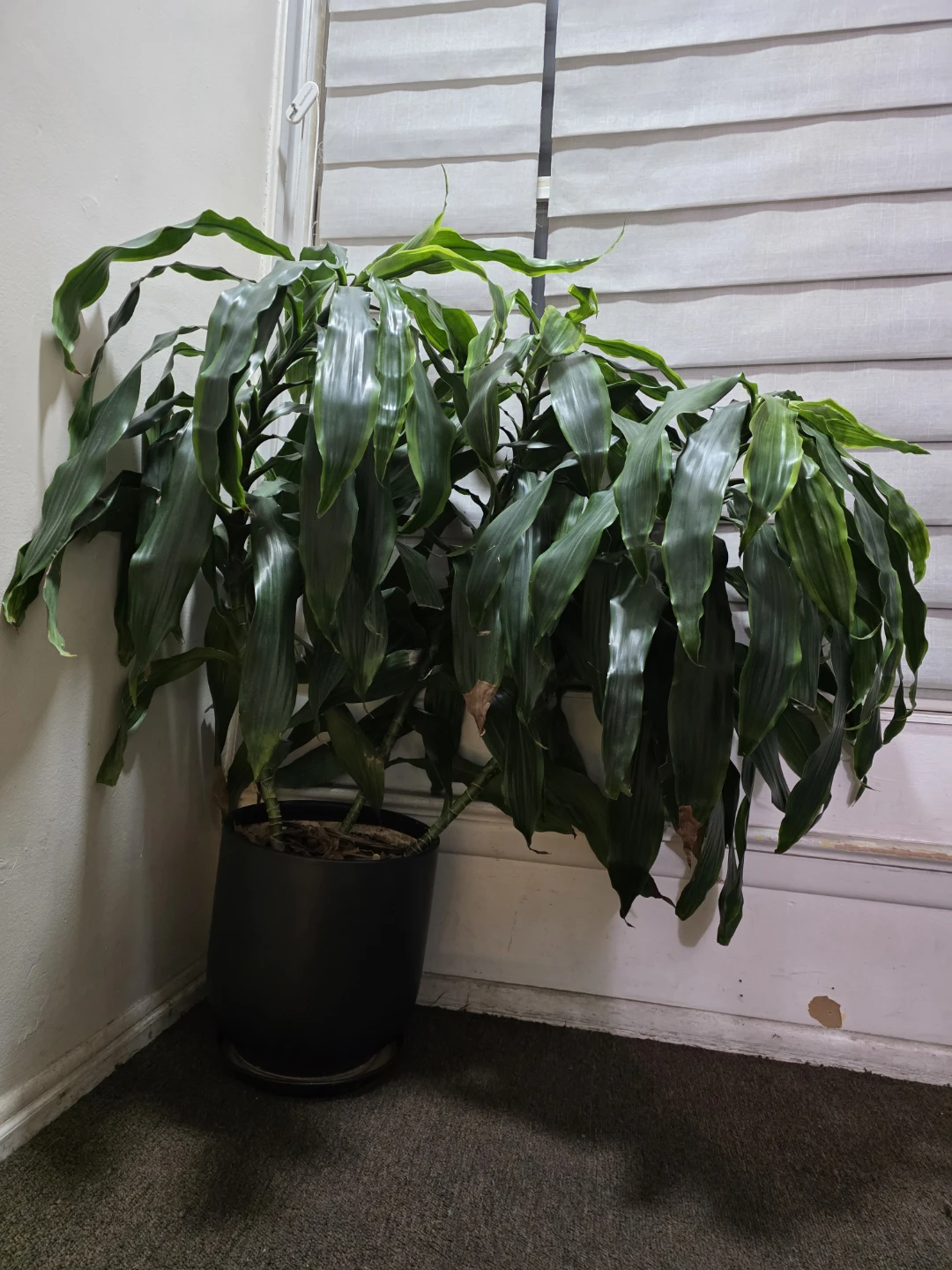 Large Dracaena Fragrans Plant in Black Pot - photo 2
