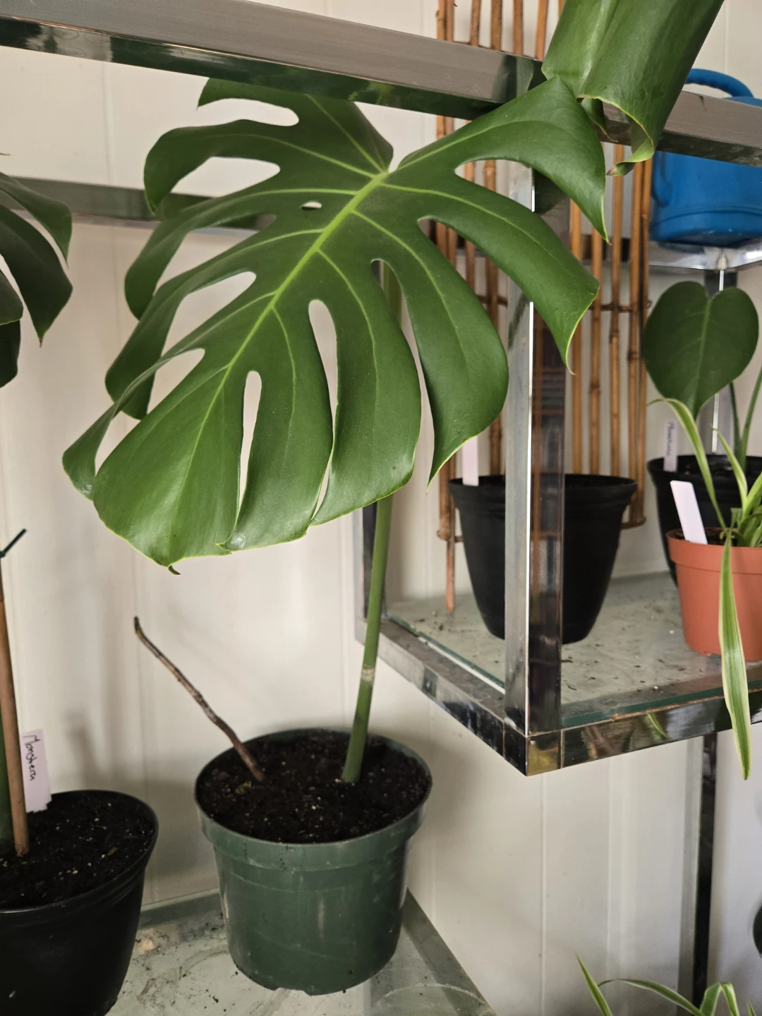 Monstera Deliciosa Plant - photo 3