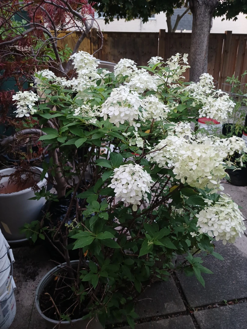 Beautiful Hydrangea Limelight and Bobo shrubs - photo 4