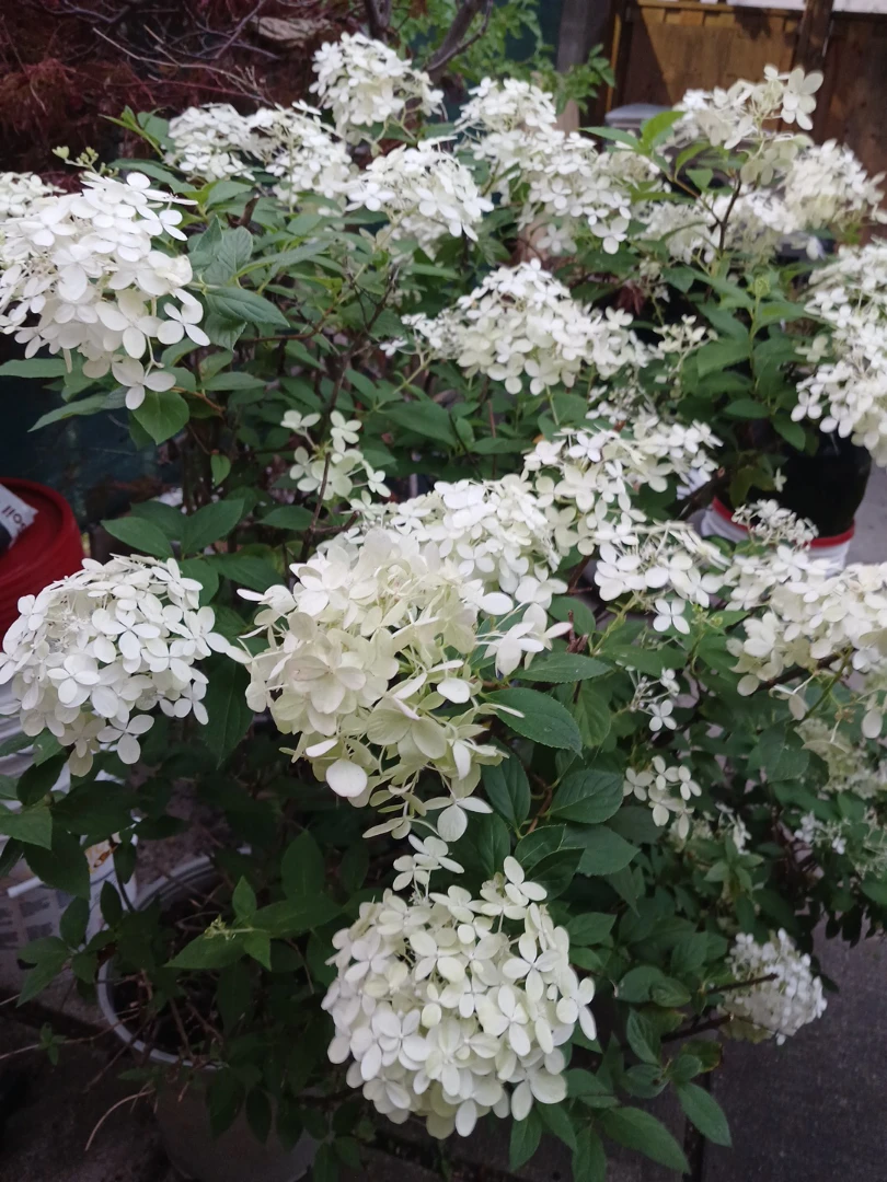 Beautiful Hydrangea Limelight and Bobo shrubs - photo 3