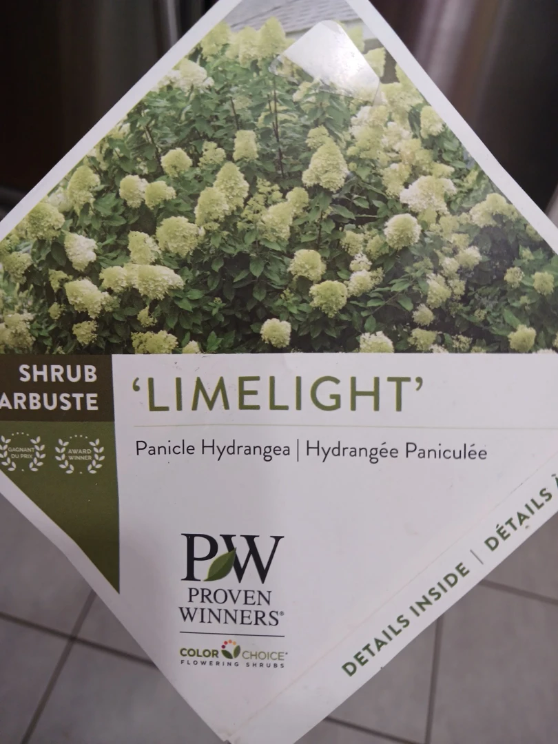 Beautiful Hydrangea Limelight and Bobo shrubs