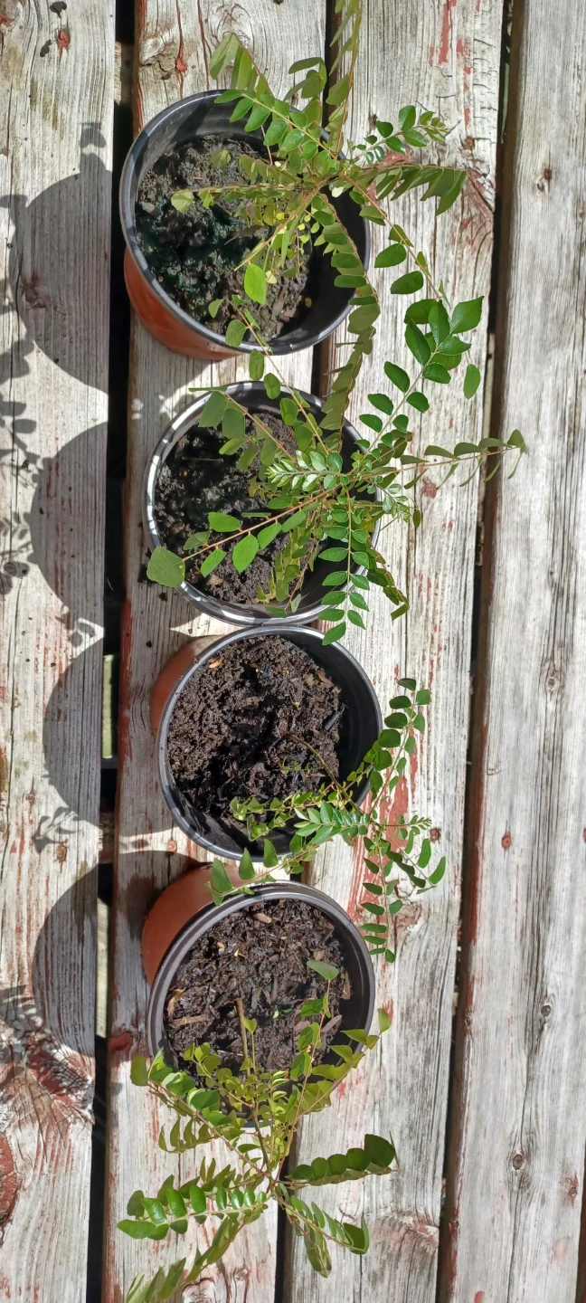 Curry Leaf Plant 🌿 - photo 2