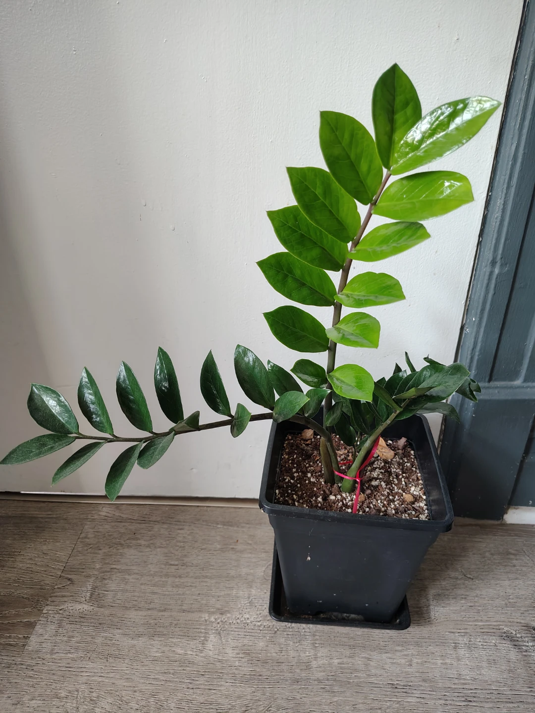 ZZ Plant in Black Pot $30