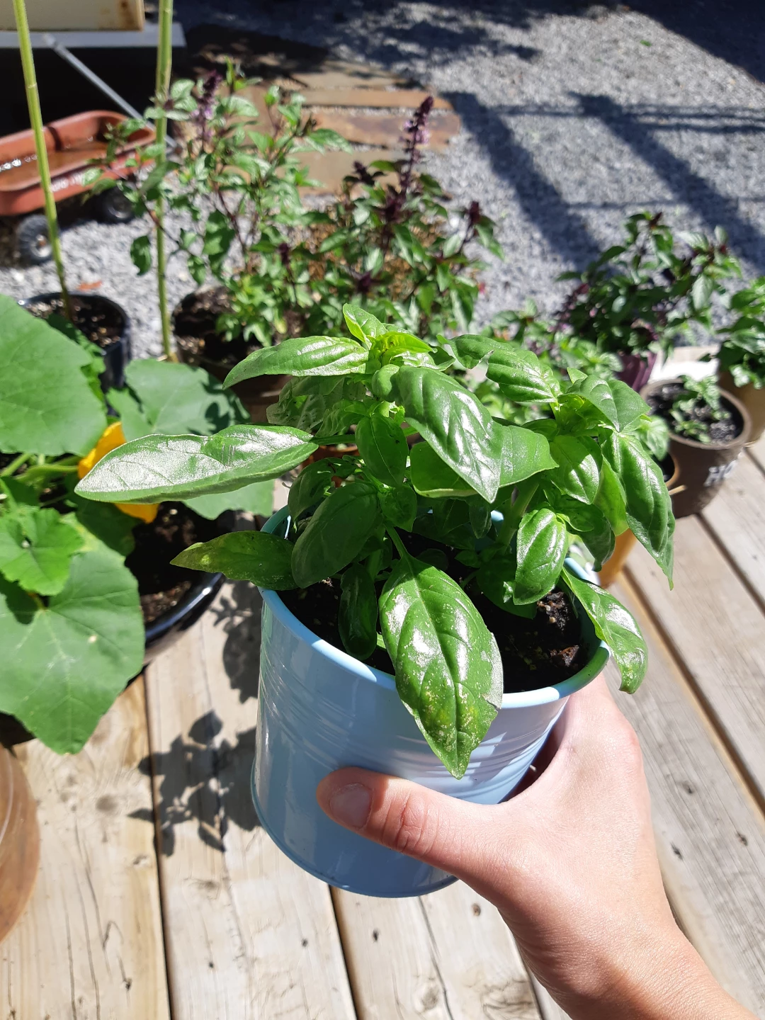 Lush and healthy scented basil - photo 4