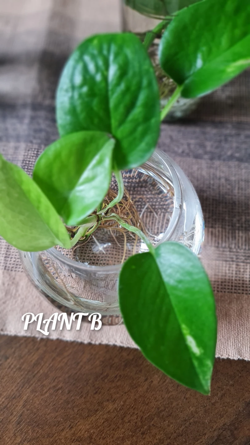Golden Pothos Rooted in Glass Jars🌿!! $8 each or all for $28 - photo 4