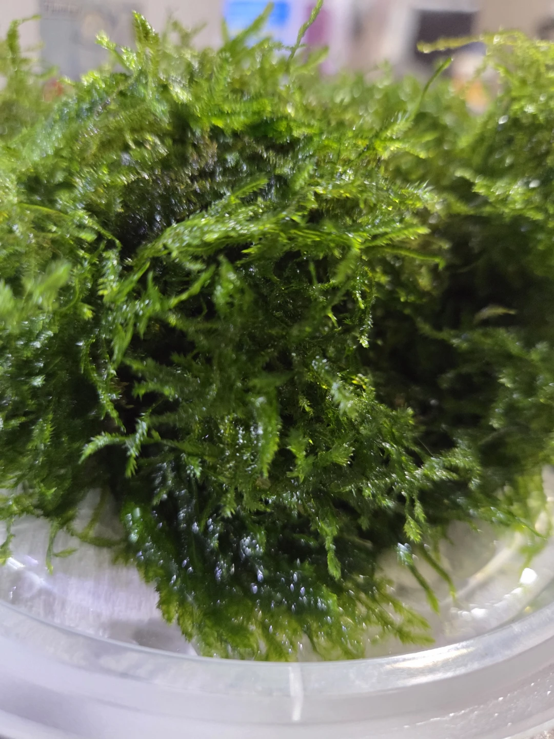 Taiwan moss