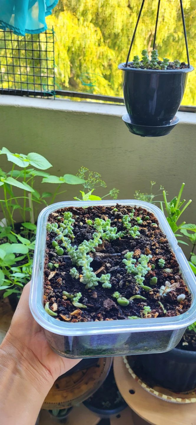 Burro's Tails succulent - photo 4