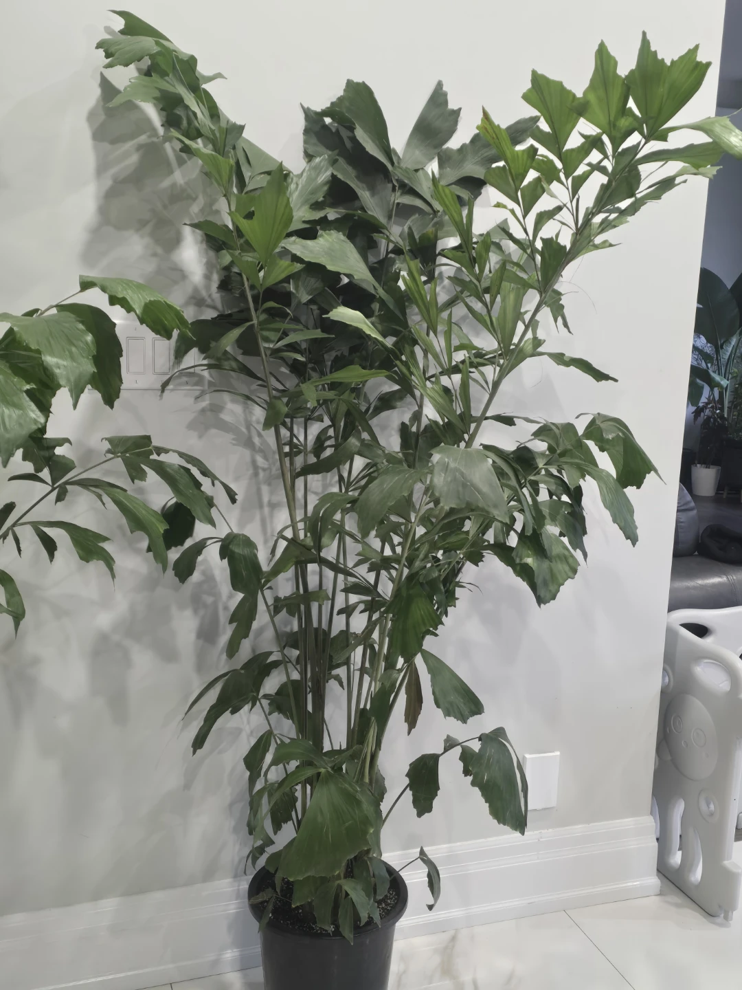 Large Fishtail Palm Plant - photo 4
