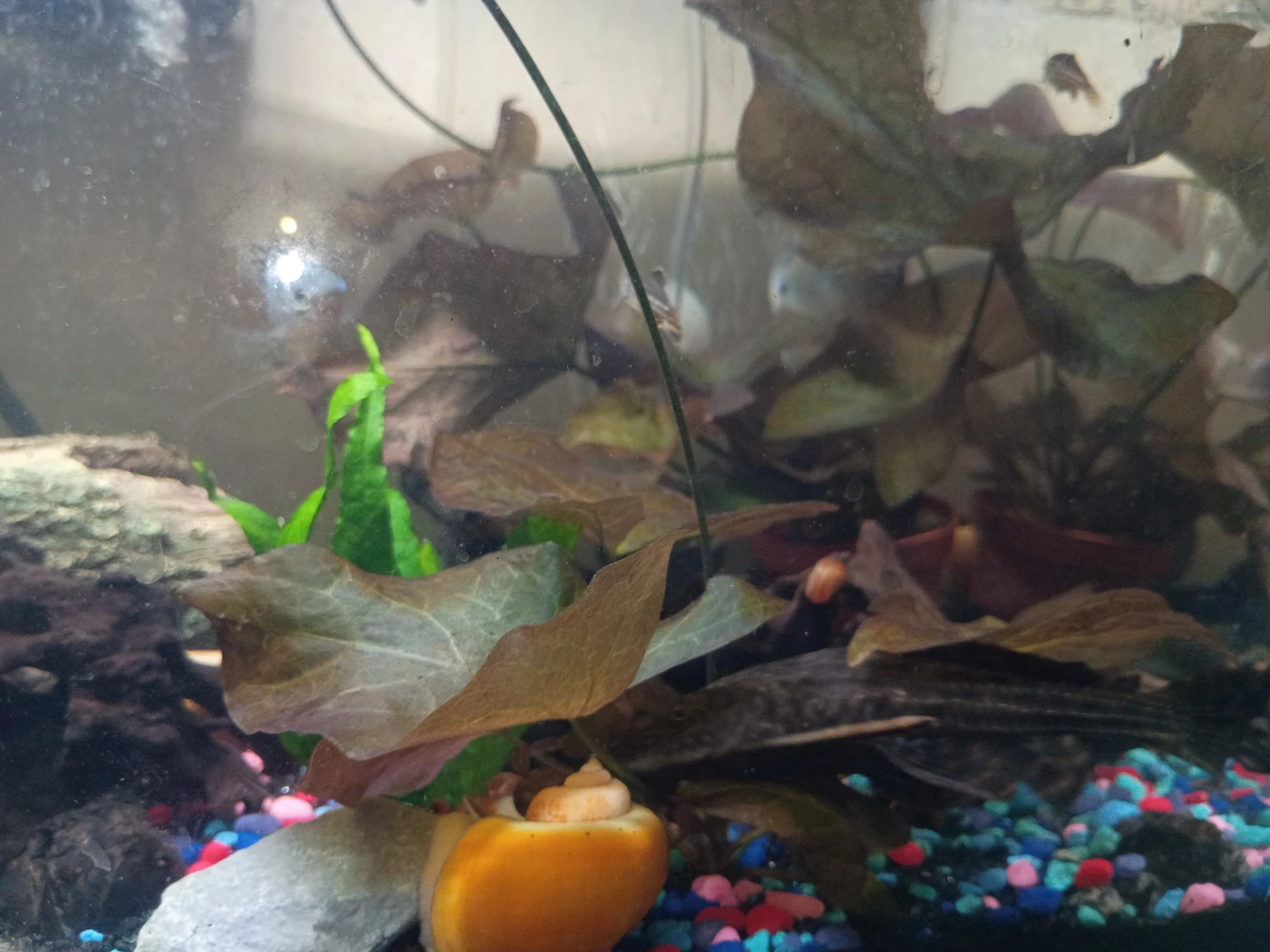 Ramshorns Tank - photo 4