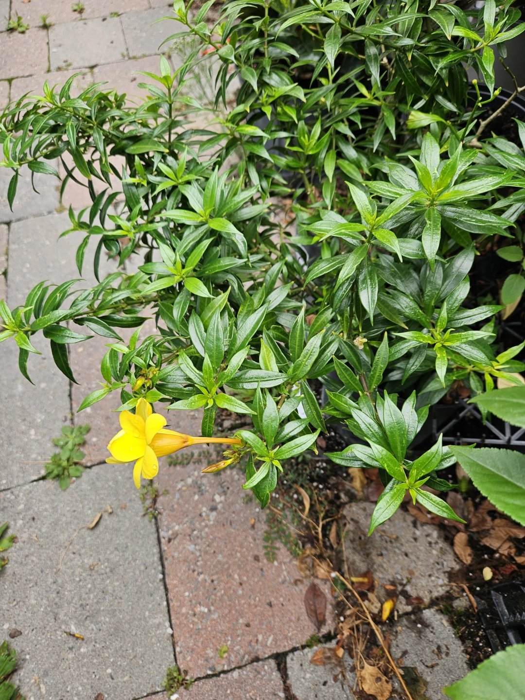 Yellow Flowering Plant Alameda