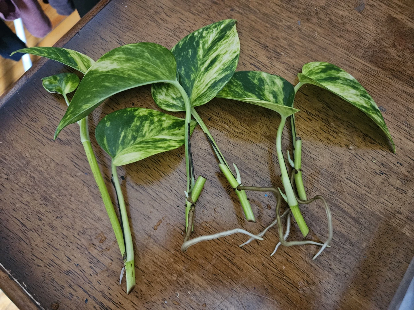 Golden Pothos Clippings