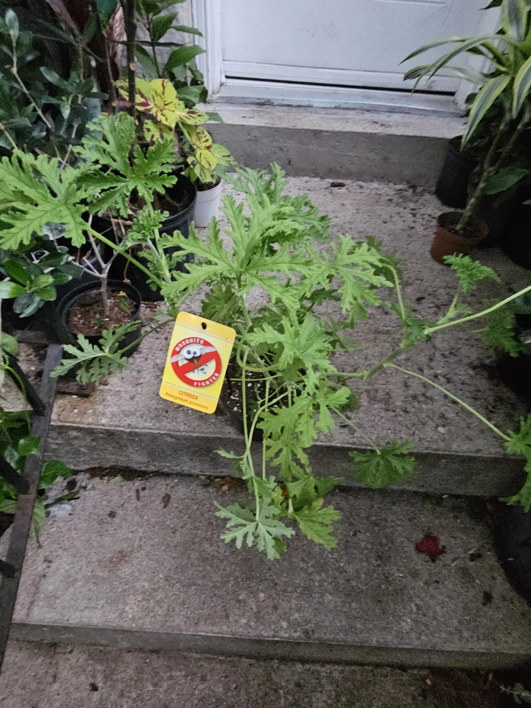 Citronella Plant - photo 2