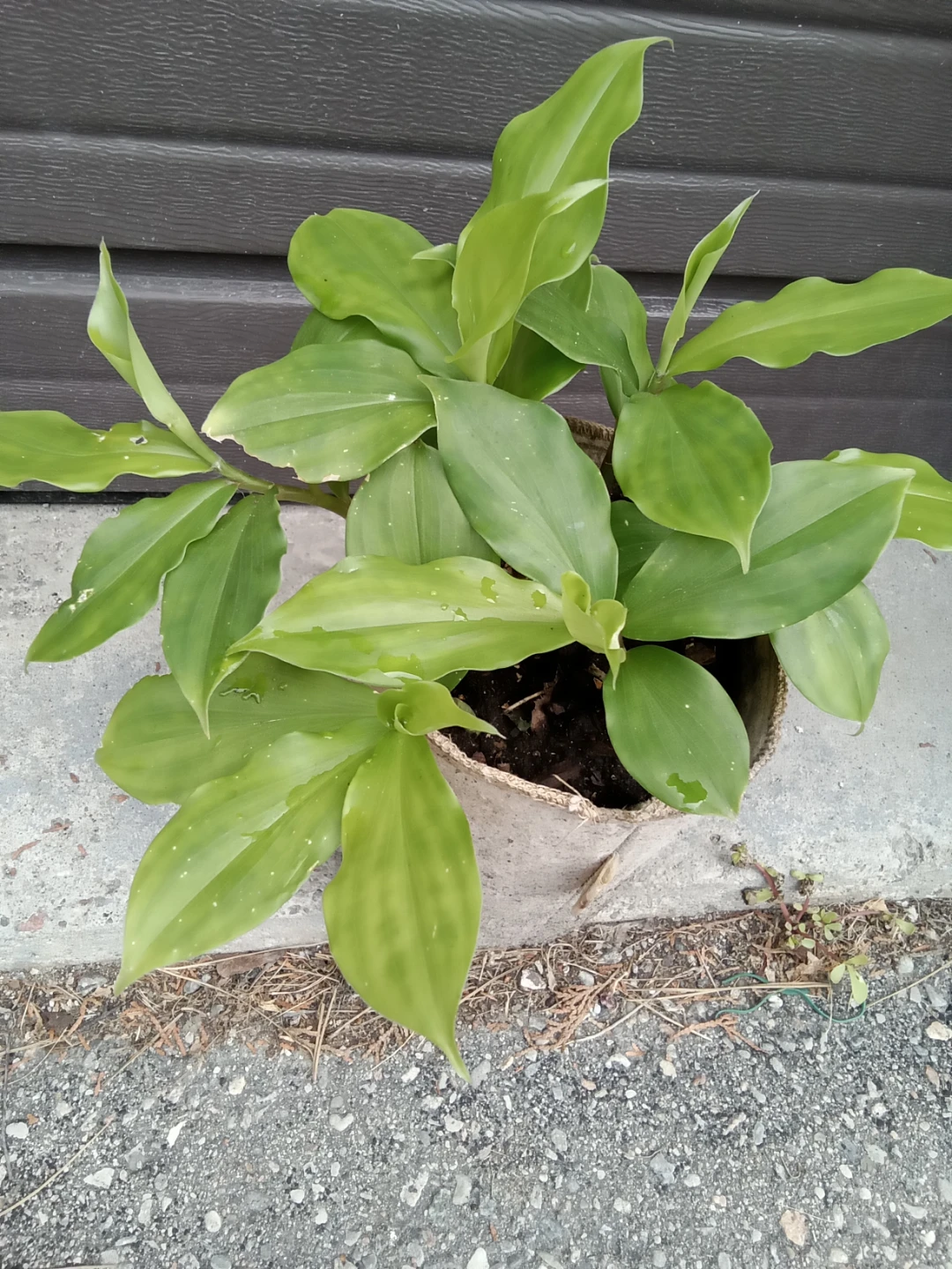 Insulin plant