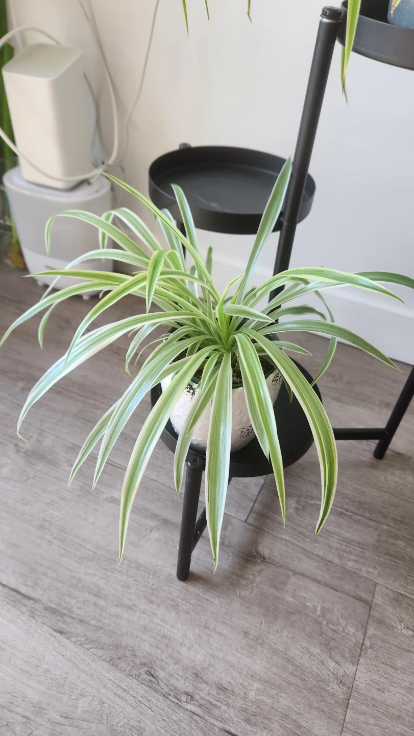 Spider Plant - photo 2
