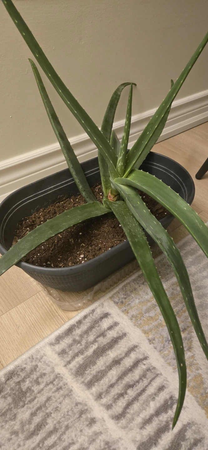 Aloe Vera Plant