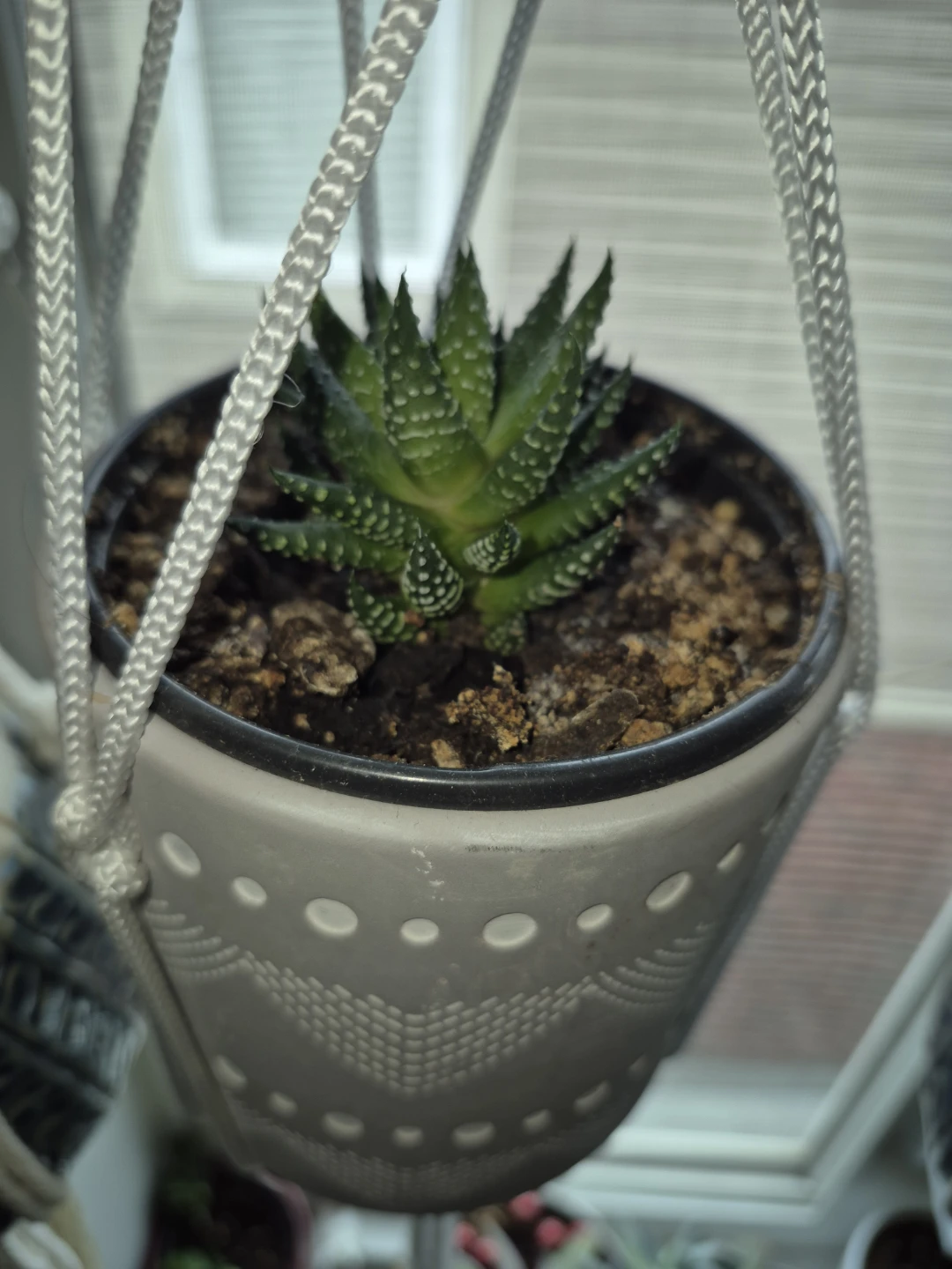 Hanging Succulent zebra Plant in Decorative Pot - photo 3