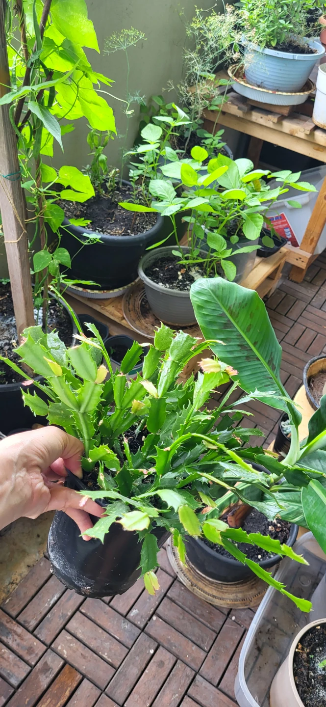 Pink Christmas Cactus in plastic container - photo 2