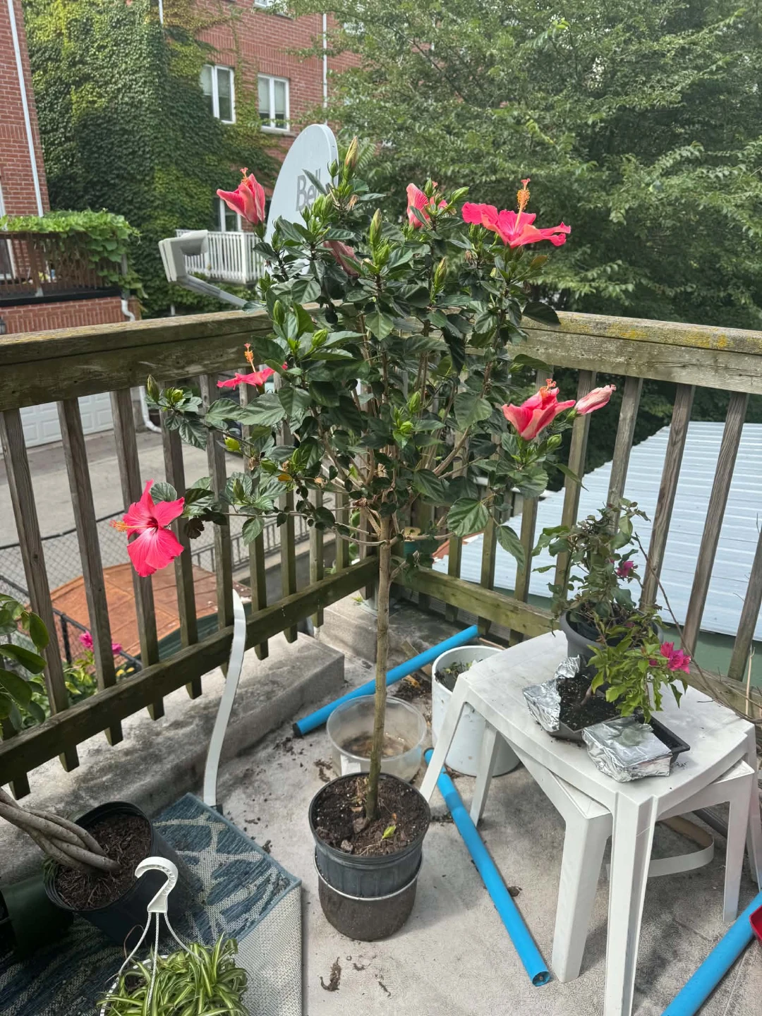 Hibiscus Tree with Pink Flowers - photo 2
