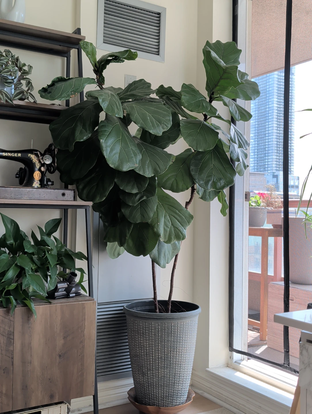 Fiddle Leaf Fig Plant