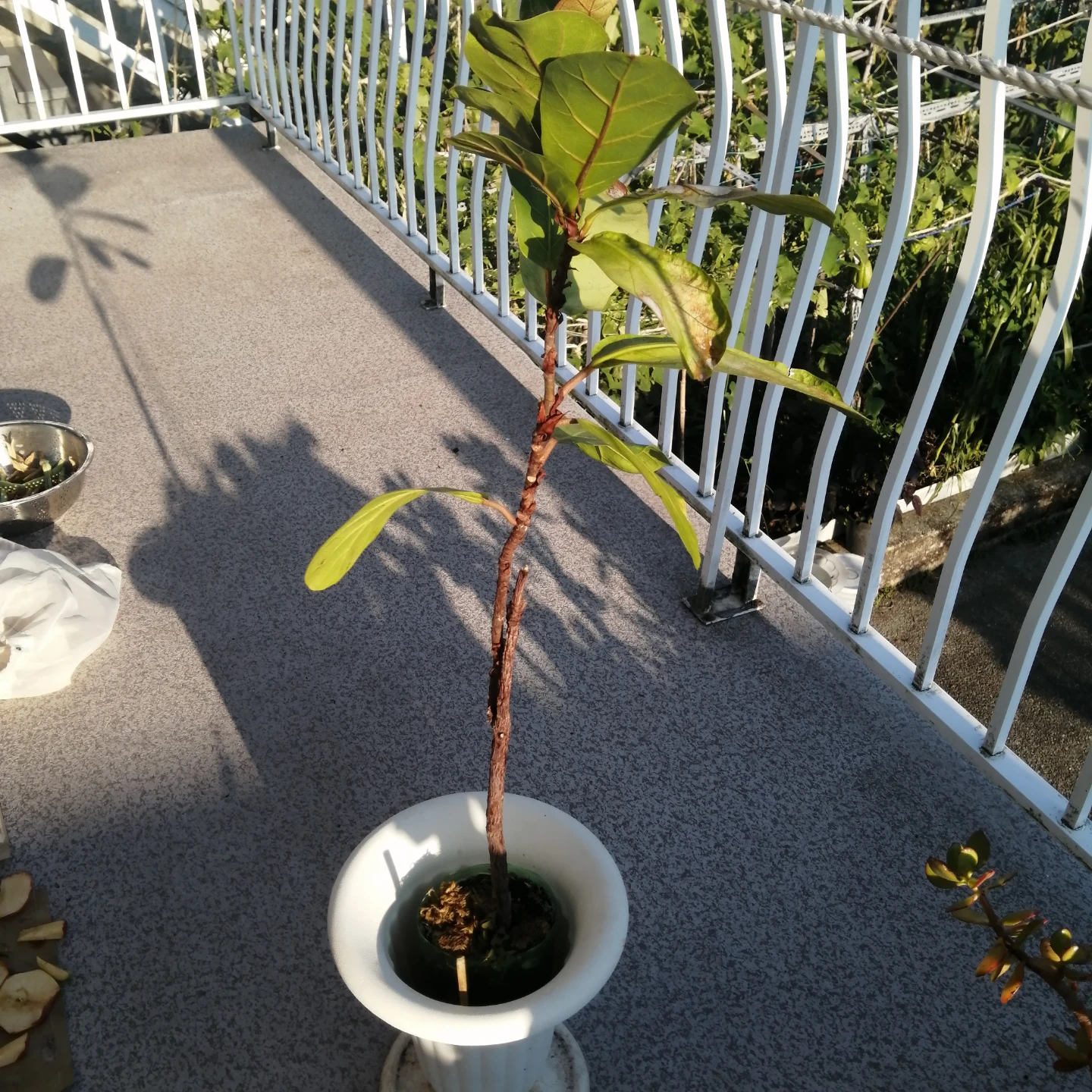 Fiddle Leaf Fig Plant in White Pot - photo 2