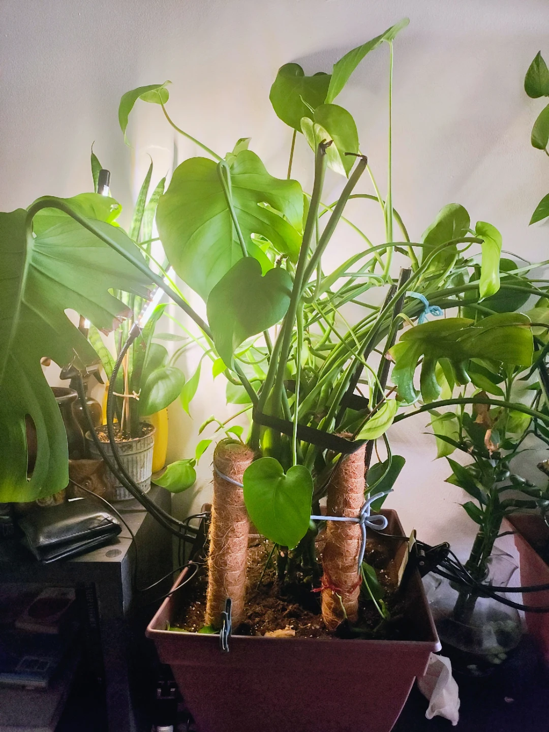 Plants indoor - photo 4