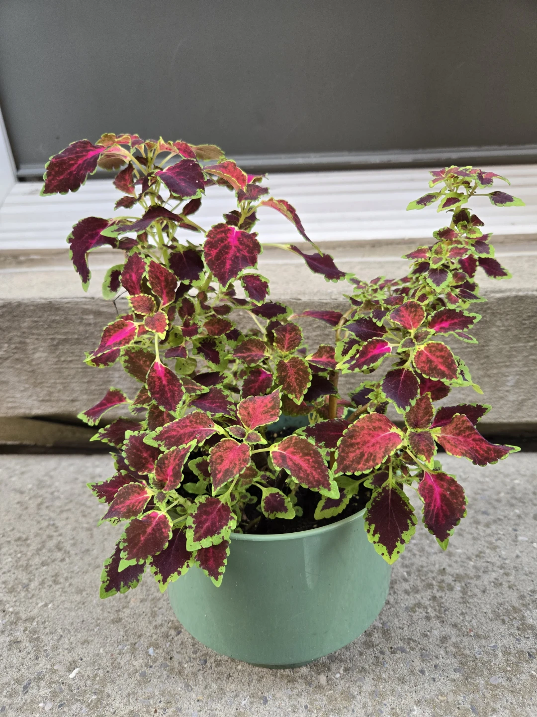 Potted Coleus Plant