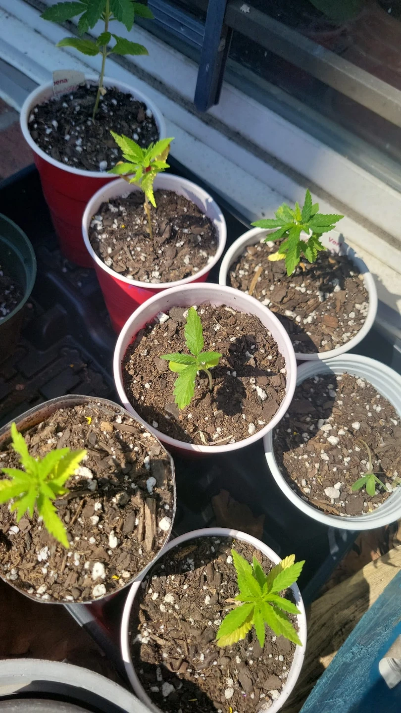 Plants for sale