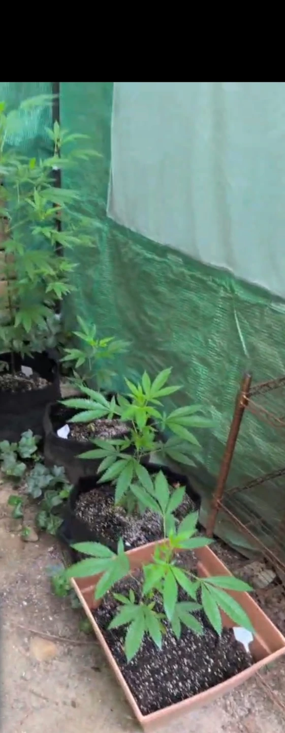 Plants for sale - photo 2
