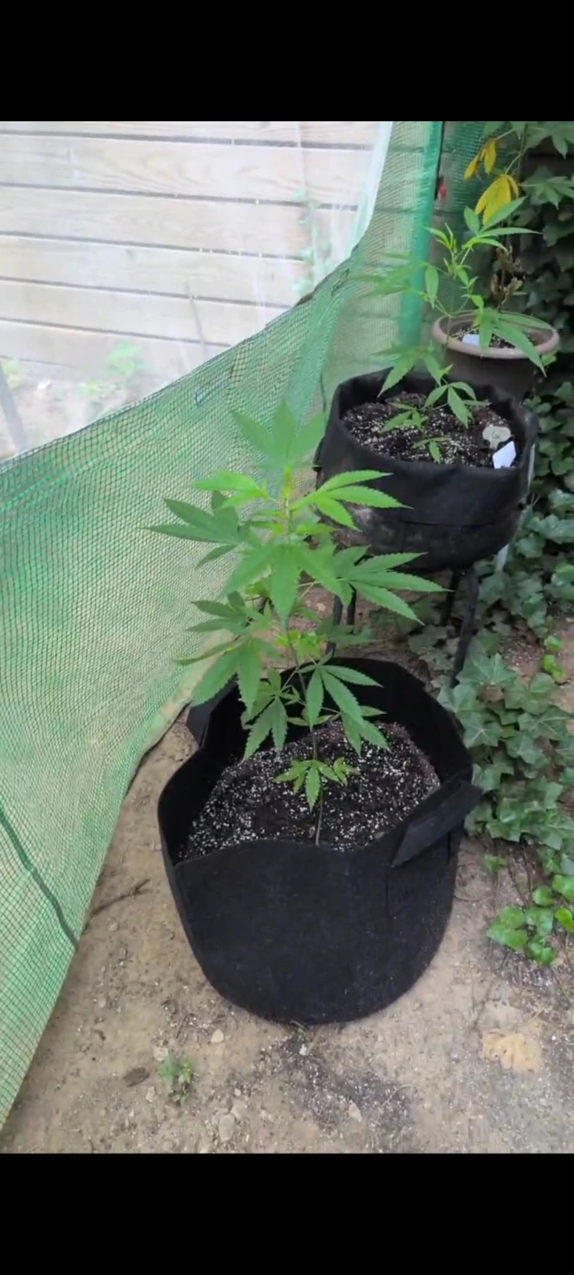 Plants for sale - photo 3