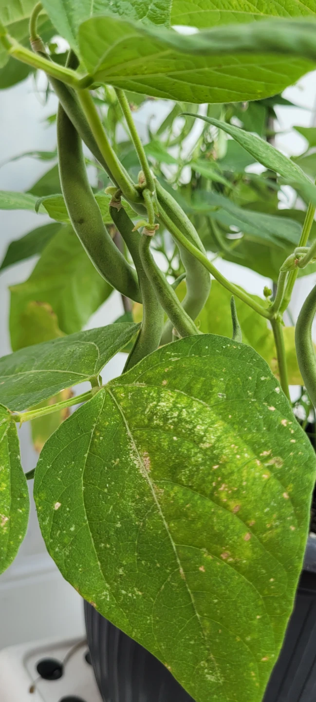 French beans contender bush - photo 3