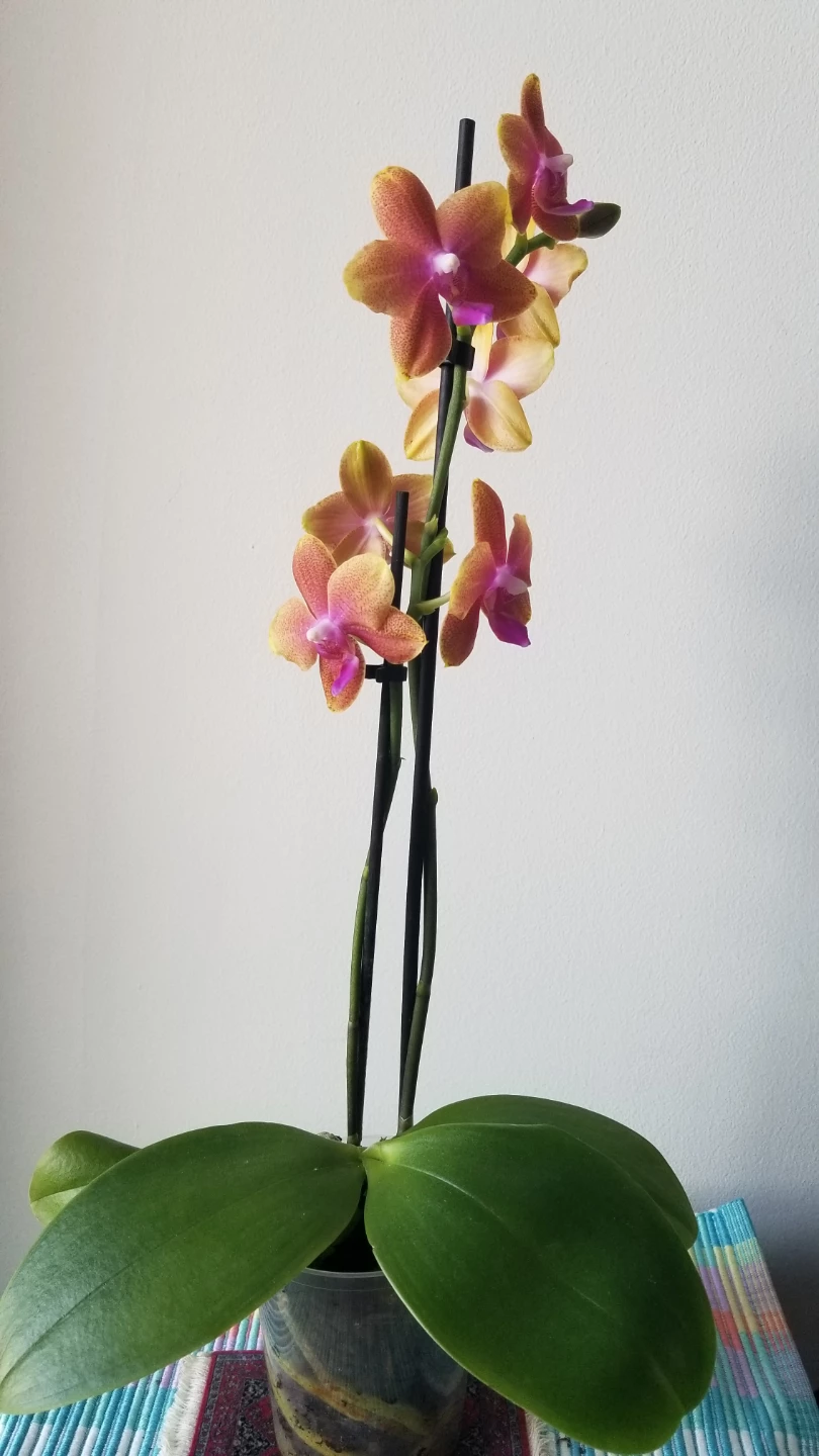 Piccola Phalaenopsis Orchid Plant -3.5inch and White Ceramic Pot - photo 4