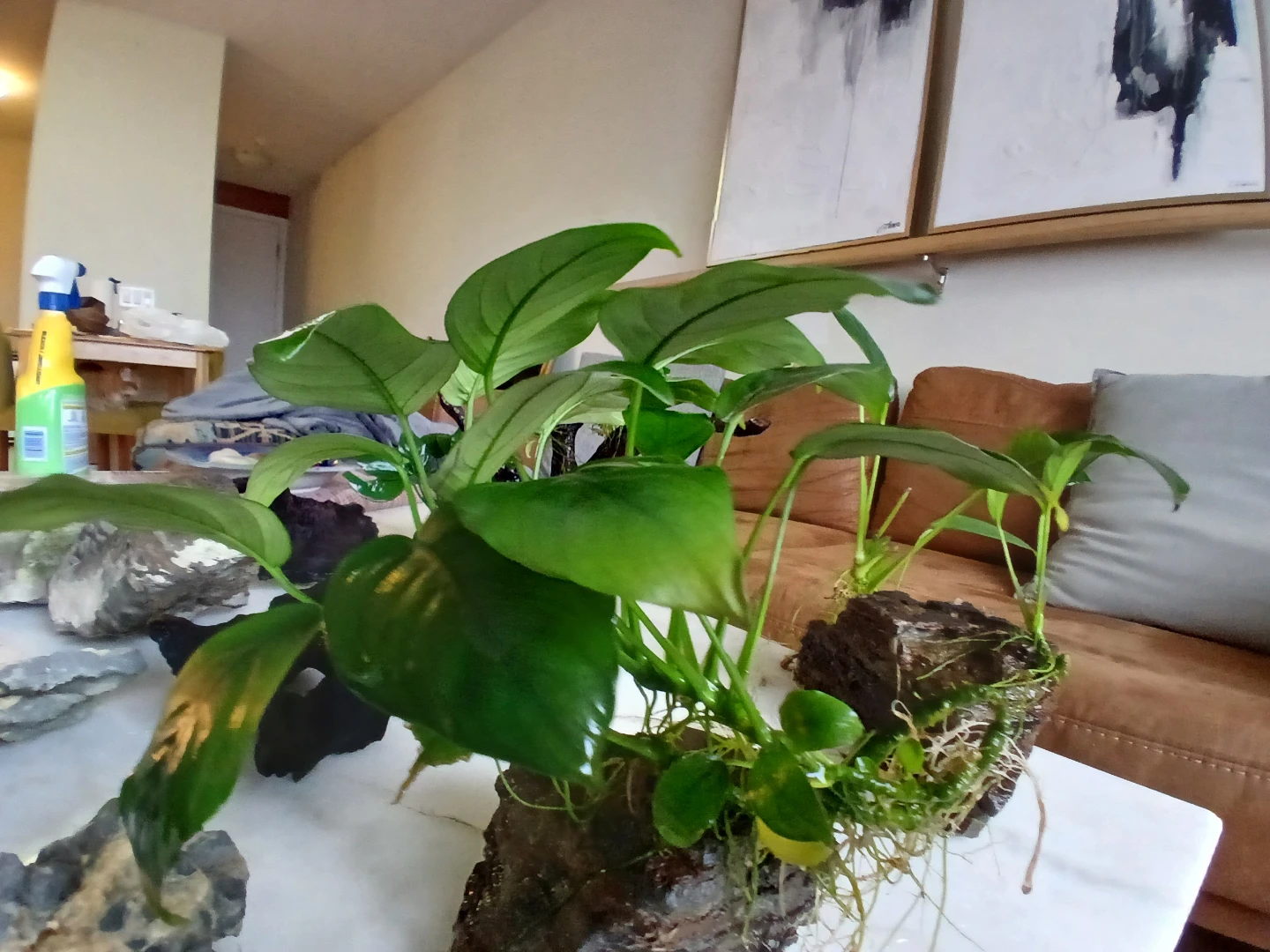 Aquarium Plants and Hardscape Decor - photo 3